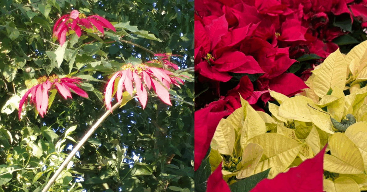 From tropical shrub to Christmas Icon, how an NC State professor found the secret to the poinsettia :: WRAL.com From tropical shrub to Christmas Icon, how an NC State professor found the secret to the poinsettia :: WRAL.com
