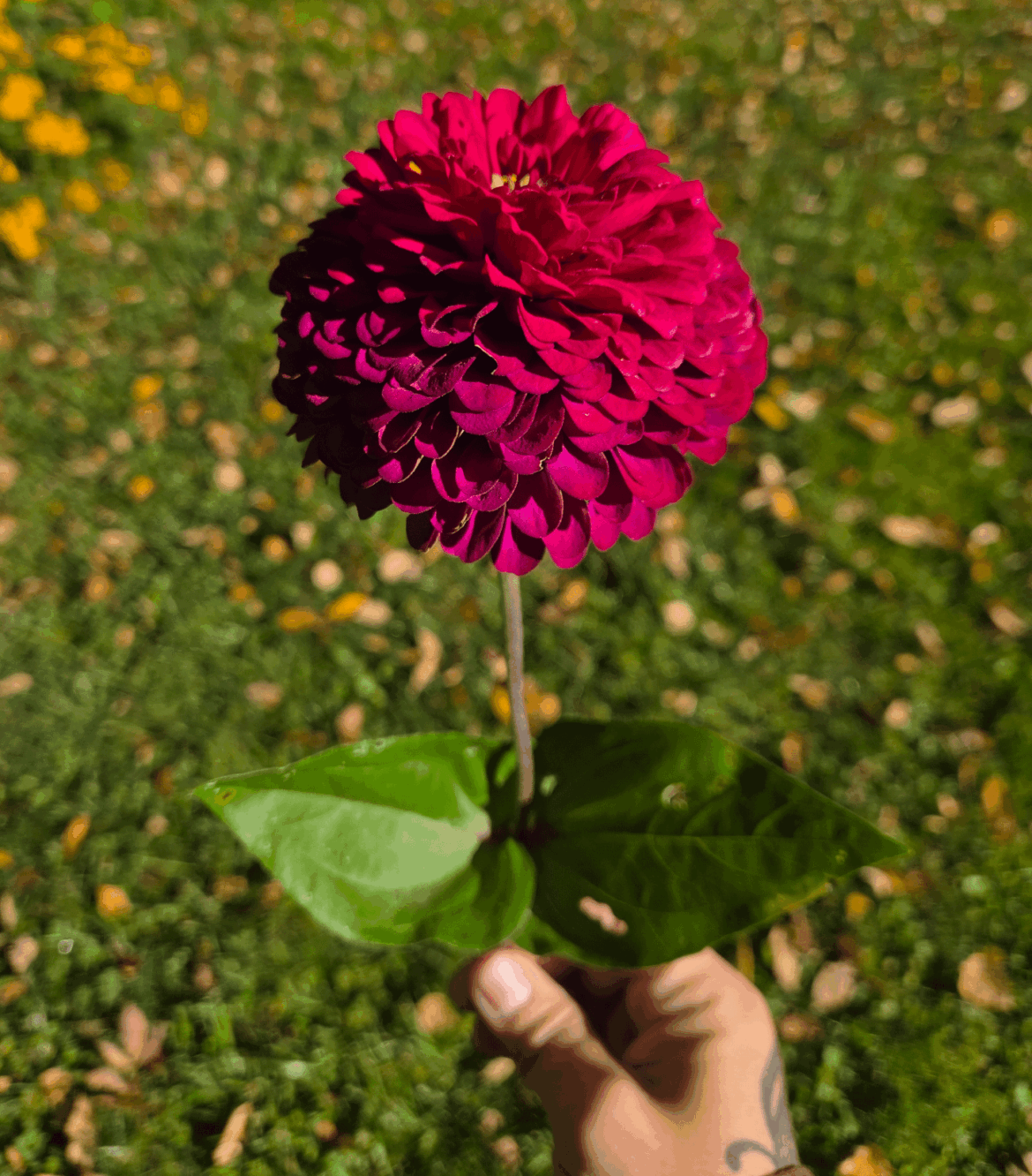Dahlia? Zinnia?