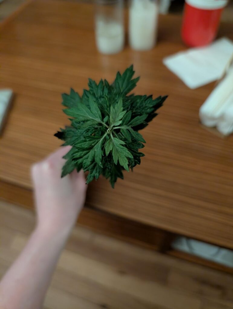 Mugwort?