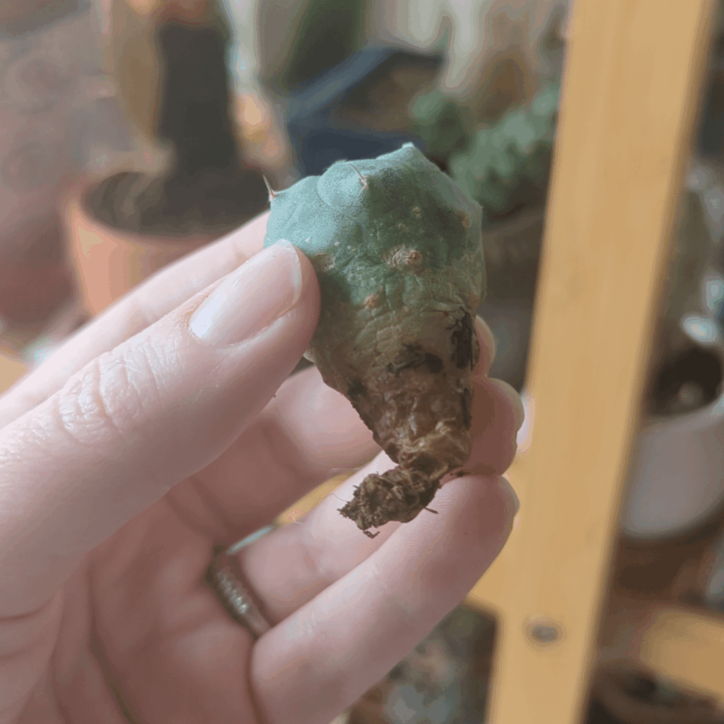 Cactus Bare Root Question