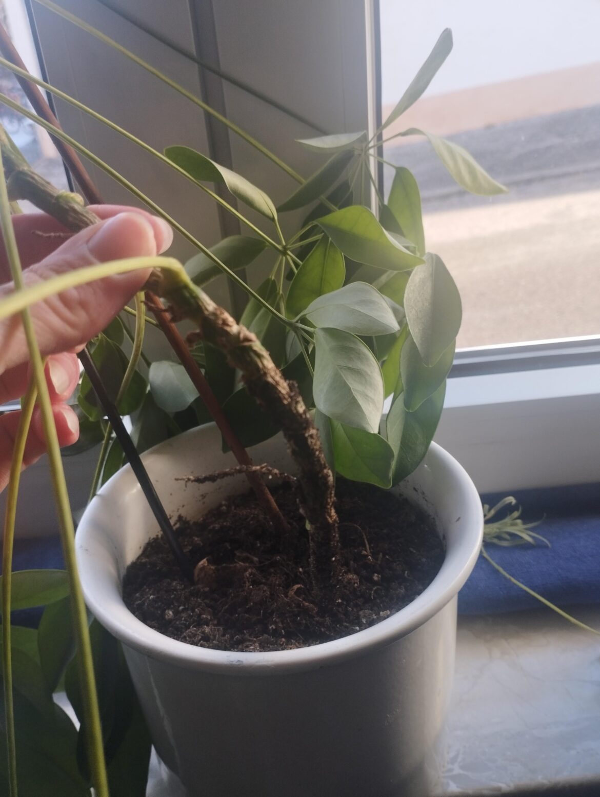 Umbrella plant Umbrella plant