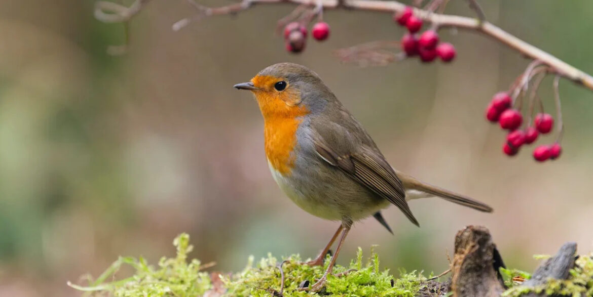 Planting this one bulb now will attract robins to your garden year round Planting this one bulb now will attract robins to your garden year round