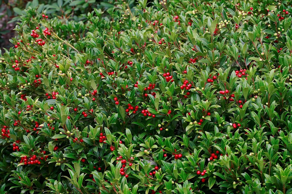 skimmia plant with red berries