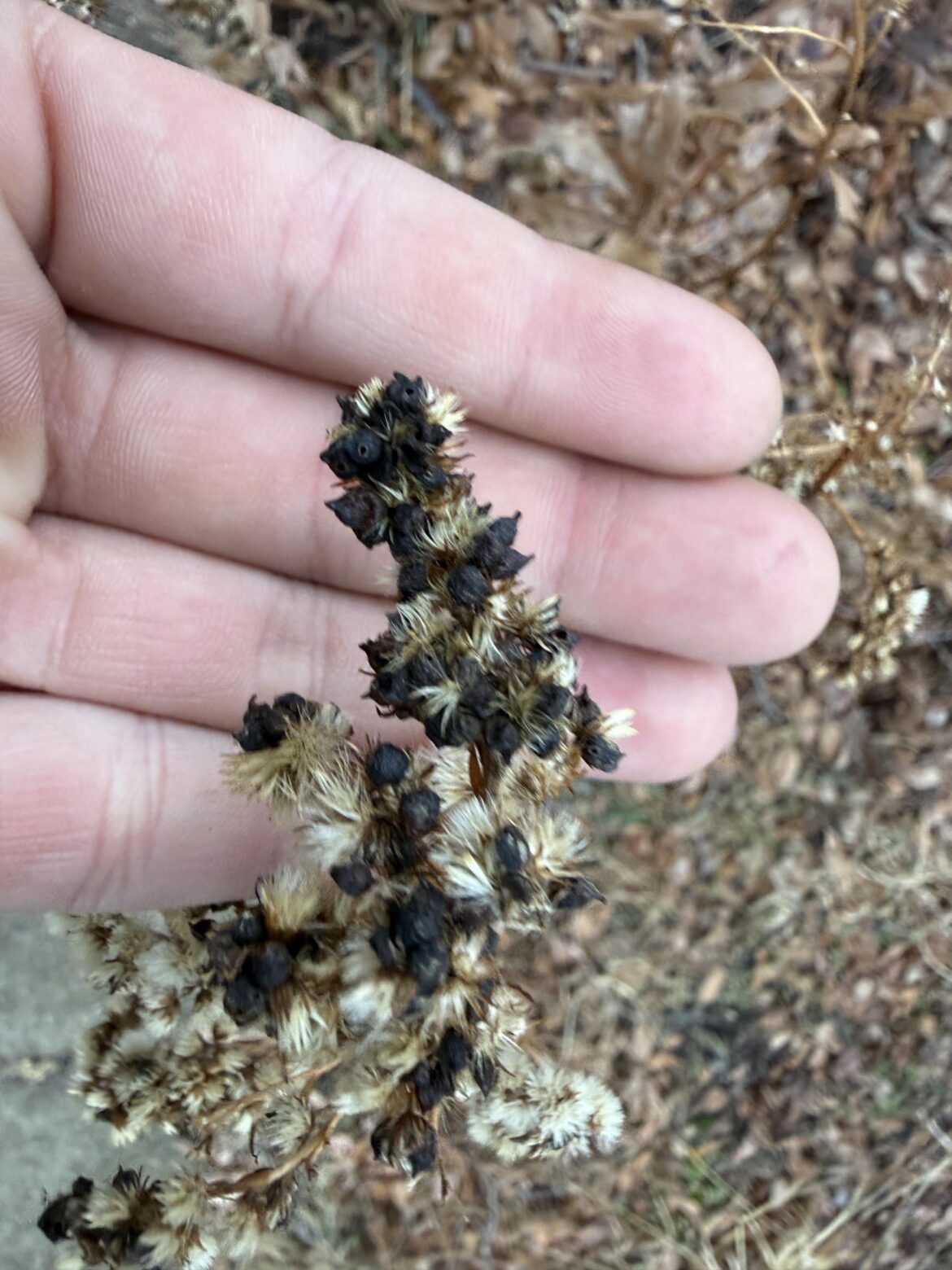 What is on my golden rod flowers in winter just noticed it?