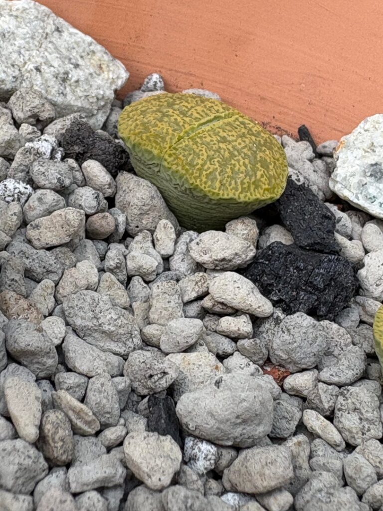 Concerning lithops Concerning lithops