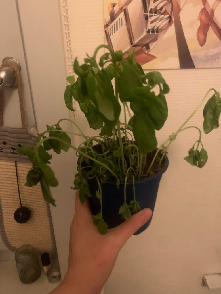 I’ve given you sunshine,