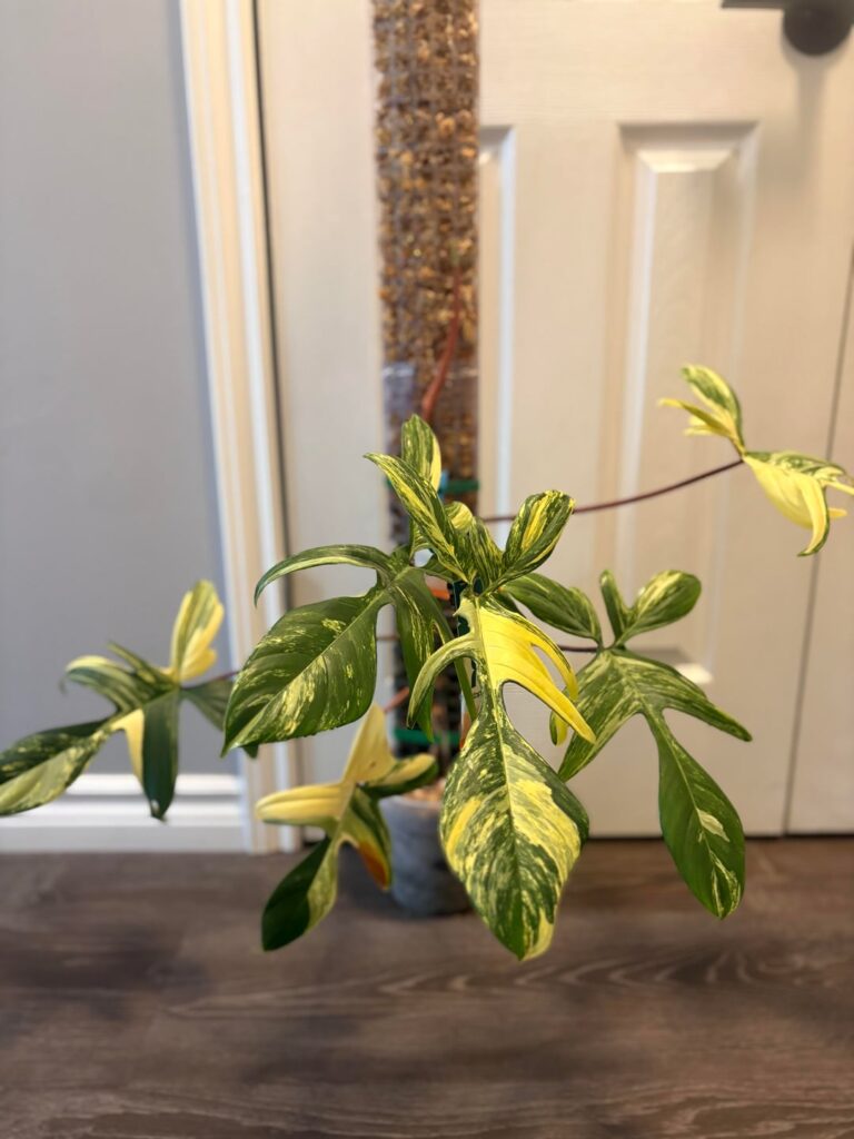 FLOBE💛💚 10 months of growth