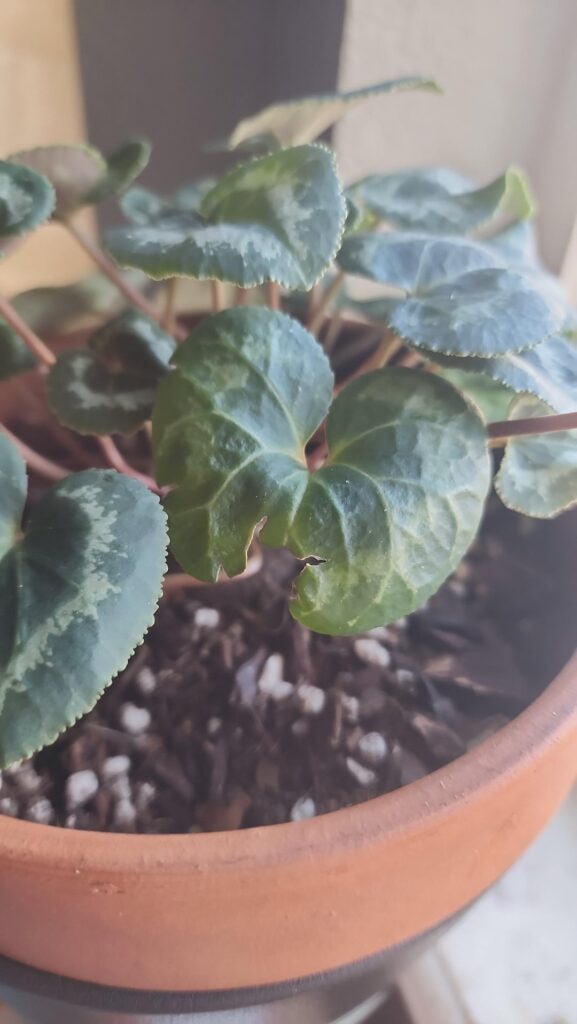 Is.. is there any possibility this is NOT a bite mark on my silly plant? Is.. is there any possibility this is NOT a bite mark on my silly plant?