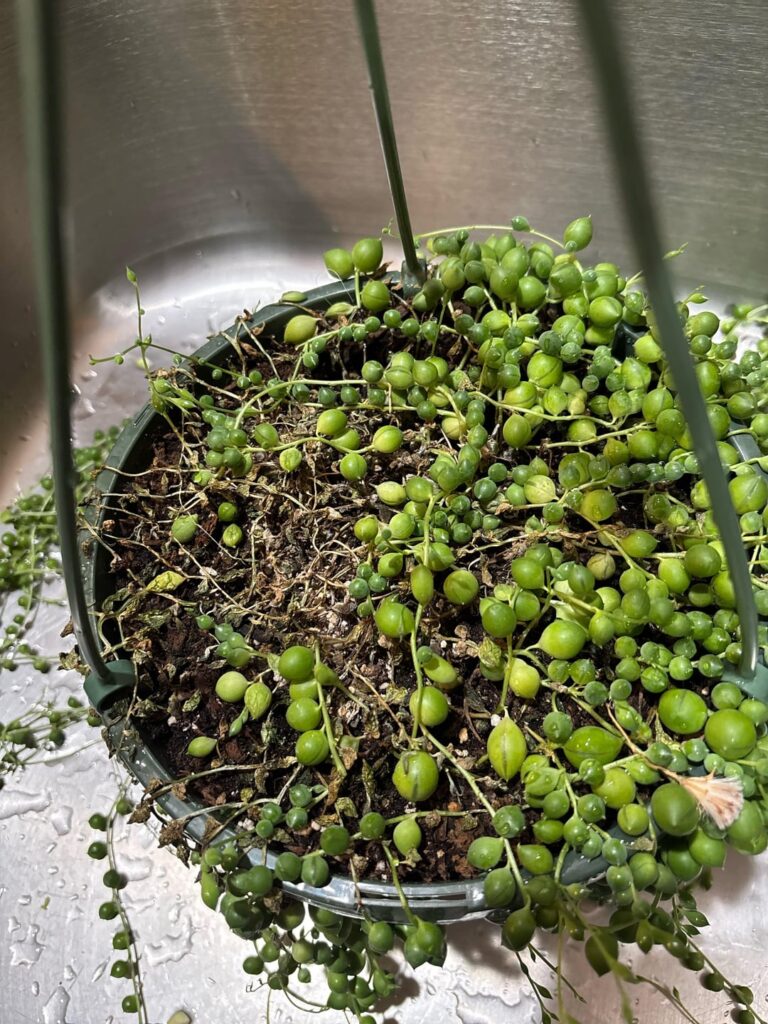 Help - my string of pearls was thriving a week ago and then it deteriorated rapidly 😭
