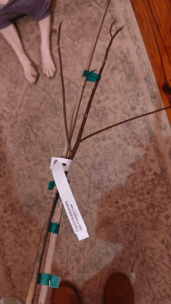 please help me keep a franklinia alatamaha alive