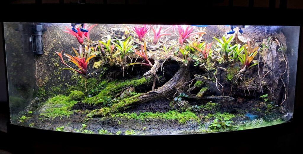 Turned my aquarium into a paludarium