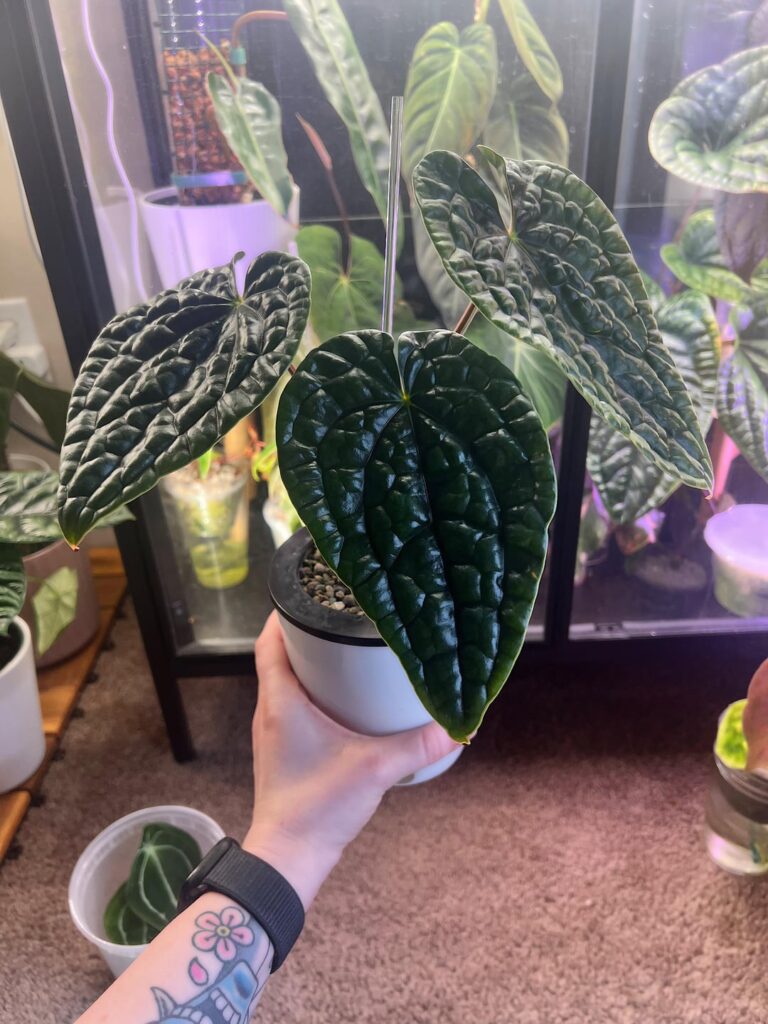 Luxurians or Rad x Lux???