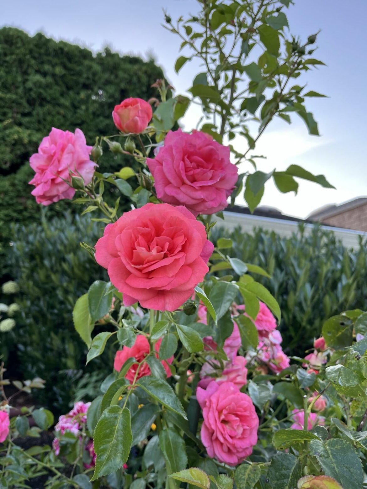 {OC} Roses in my Garden