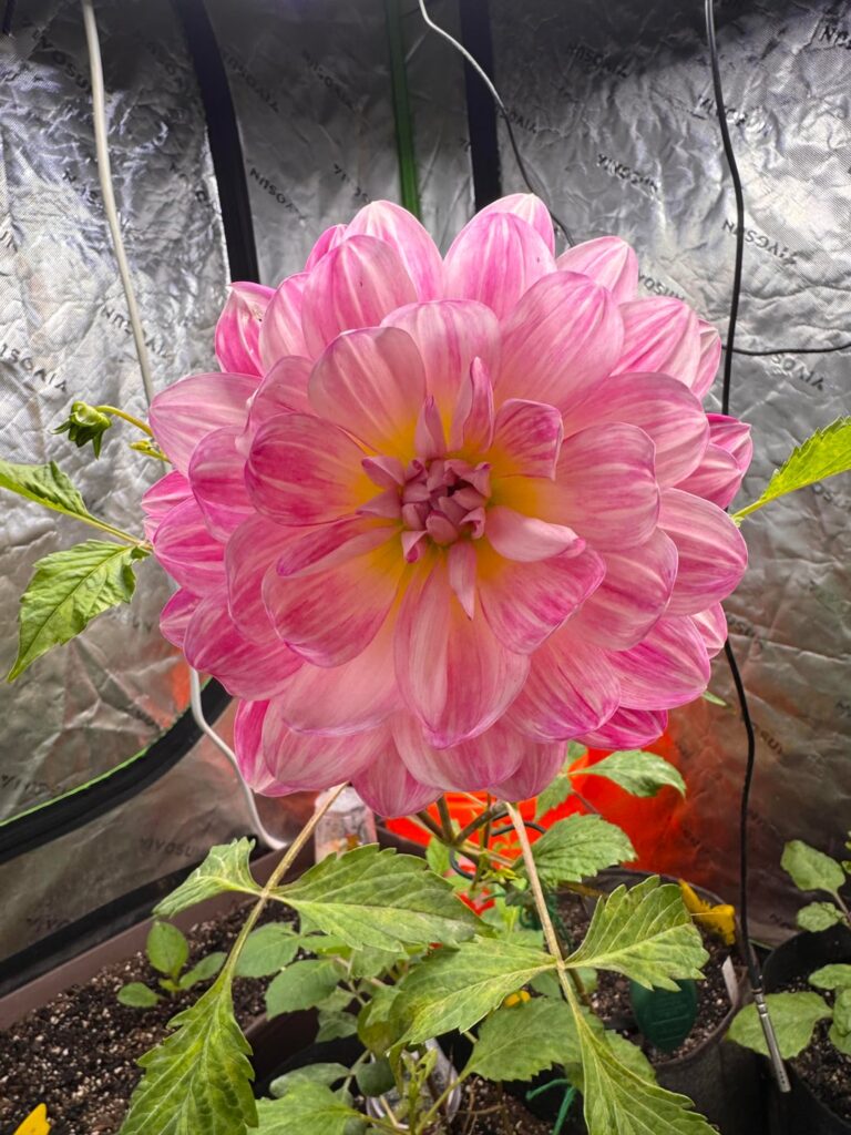 So in love with our growtent Kelgai Ann cutting! The photo on the left is from this morning. Later I asked ChatGPT to make her into something whimsical and sci fi! I love how it turned out. Also, ChatGPT used the checkered illusion effect it copied from one of my paintings!