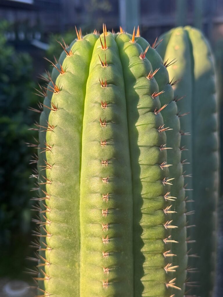 Seed producing motherplants