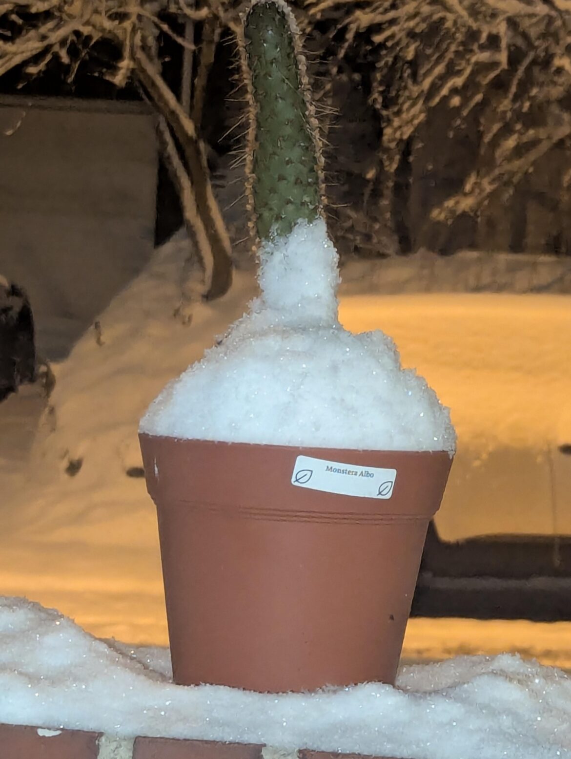 How cold can monstera albo tolerate?