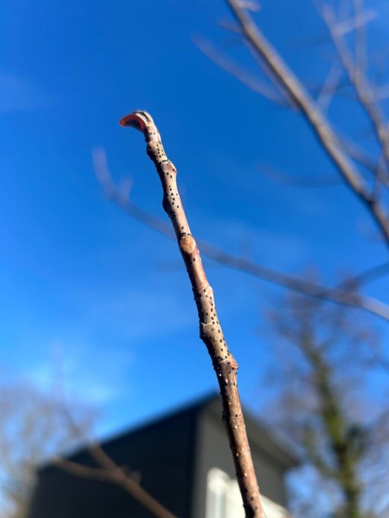 Black spots on tulip poplar