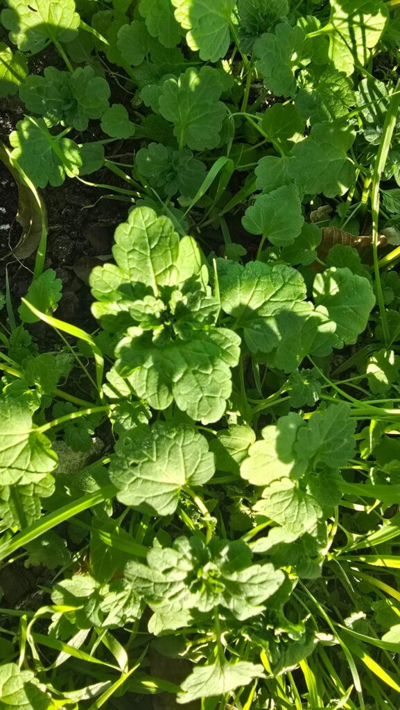 Is this dead-nettle?