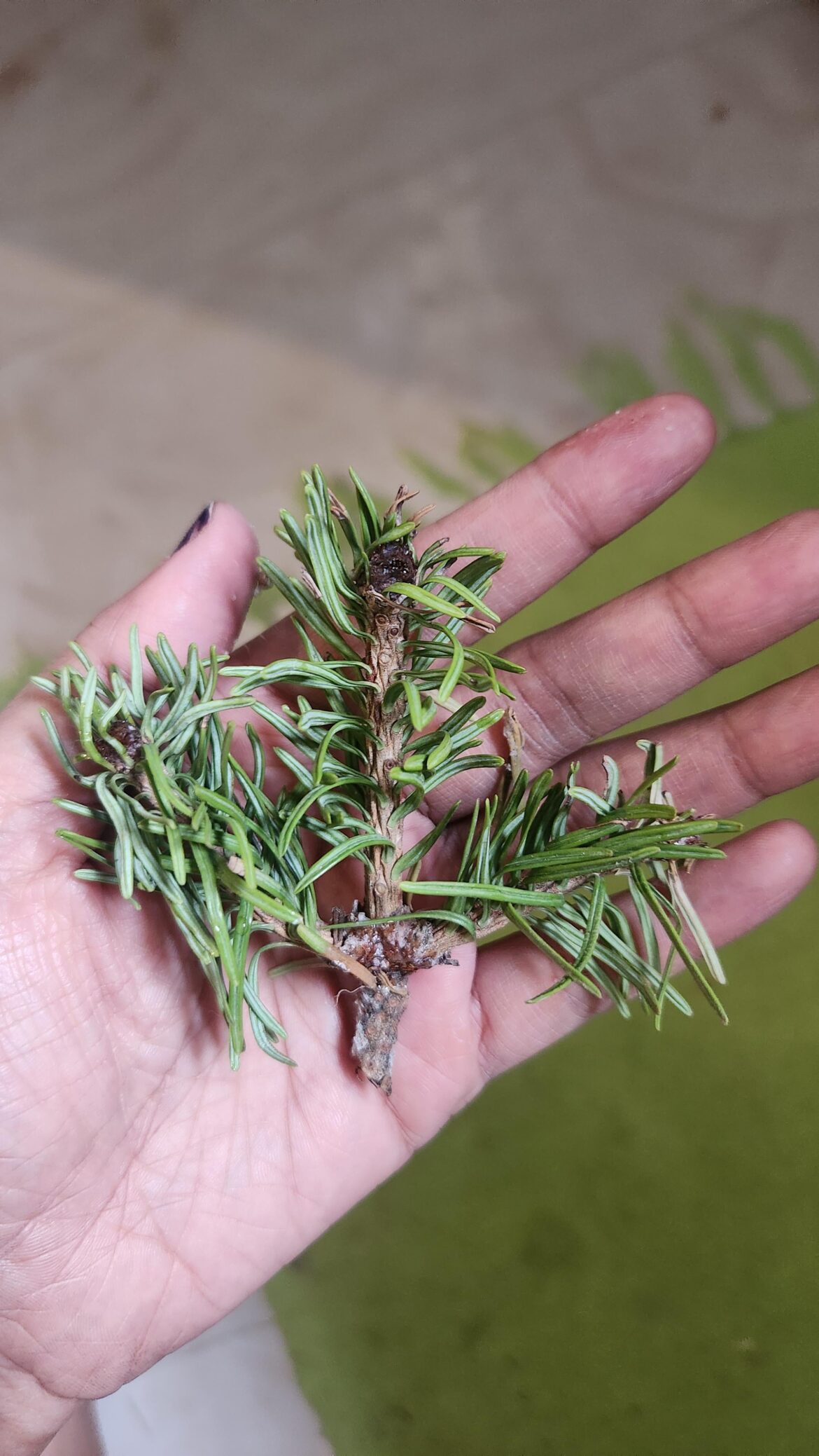 Can I propogate this ? It's pine, not sure what type exactly