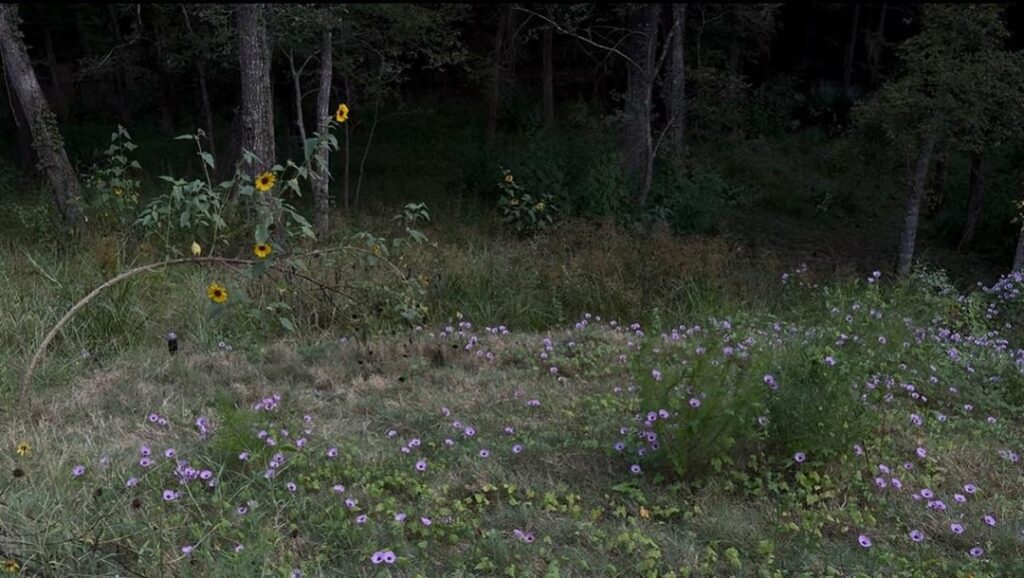 Are we toast? Bermuda grass coexistence question