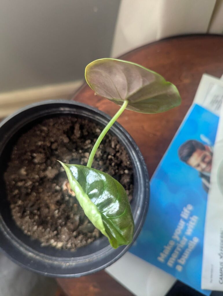 Absolutely pathetic Absolutely pathetic