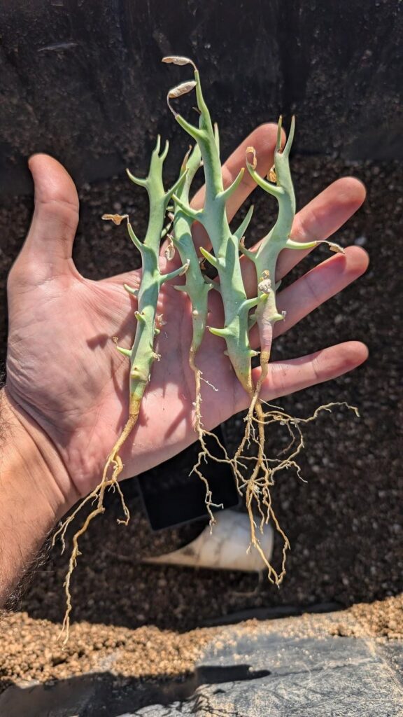 Up-potting 6 month old E. gareipina + E. bubalina seedlings