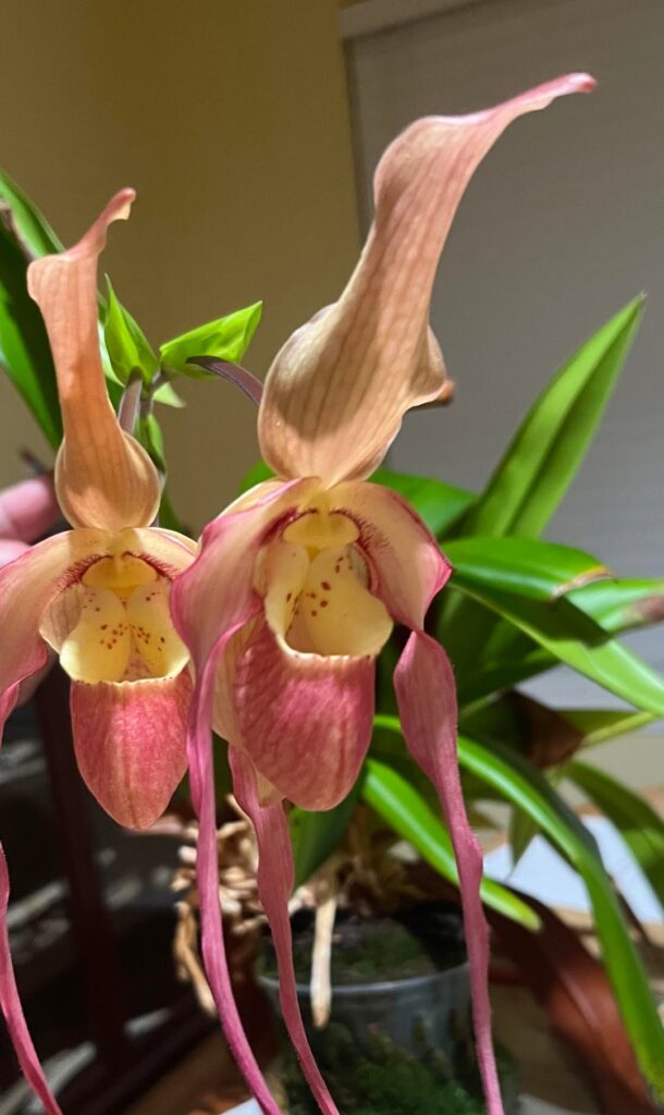 Need Phrag repotting advice