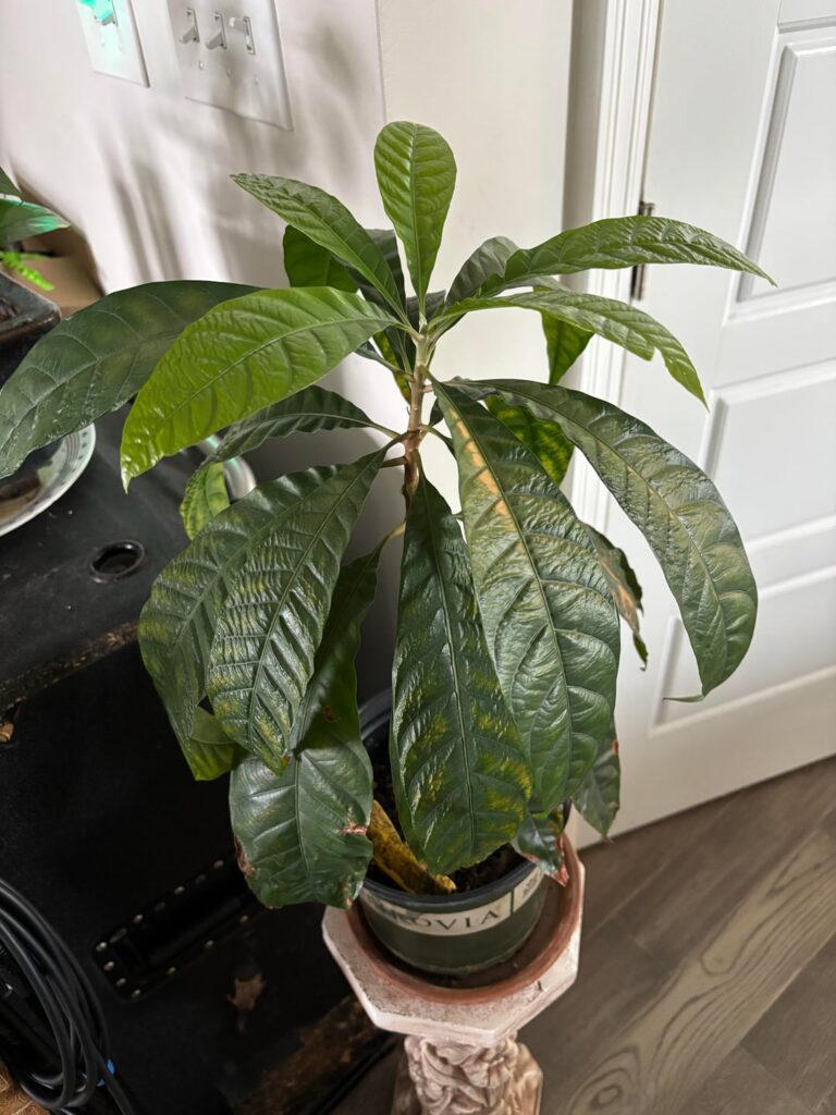 truly no idea what this is but she’s deeply unhappy with me