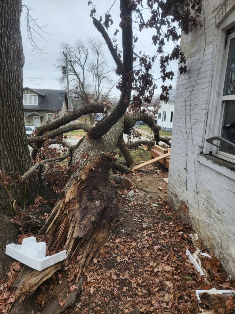 How urgent is it for this tree to go?