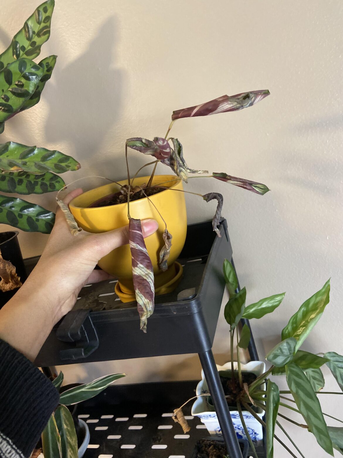 Calathea got too cold and never bouched back!