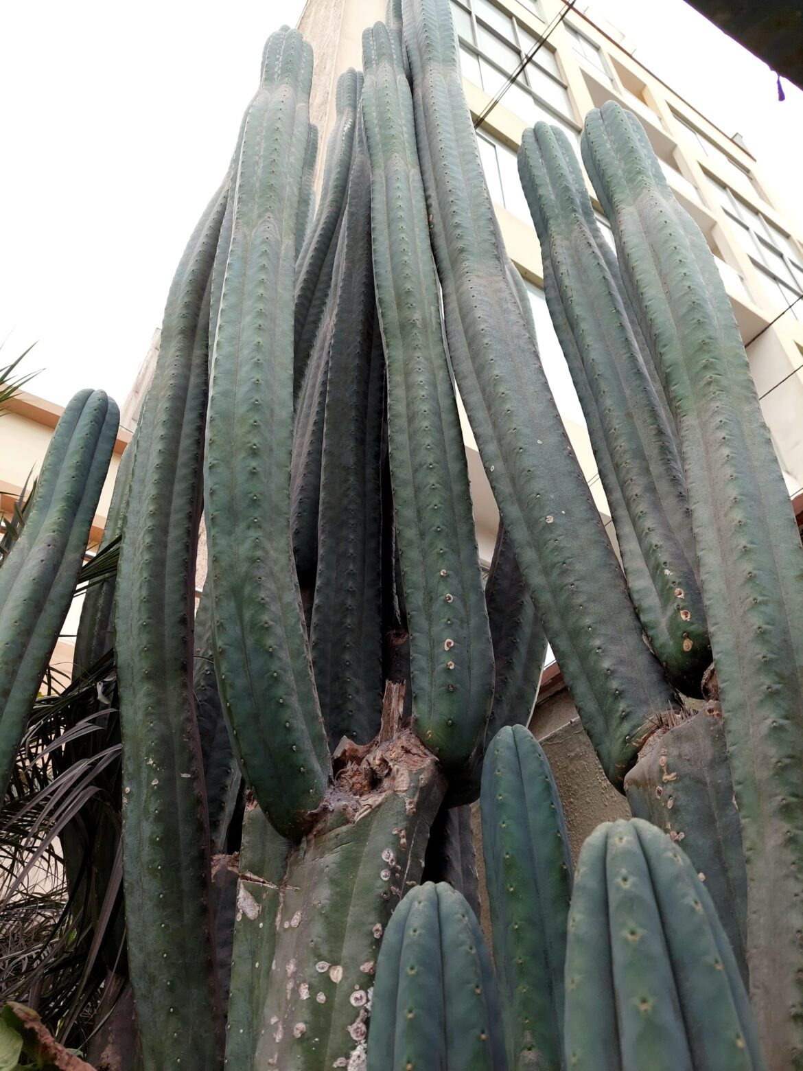 Pachanoi in Lima, Peru. Lima preinca civilisation have a very old use of the plant. Archeologists found a dried cutting of 4000 years old in a preinca temple in the area of El Paraiso near Callao.
