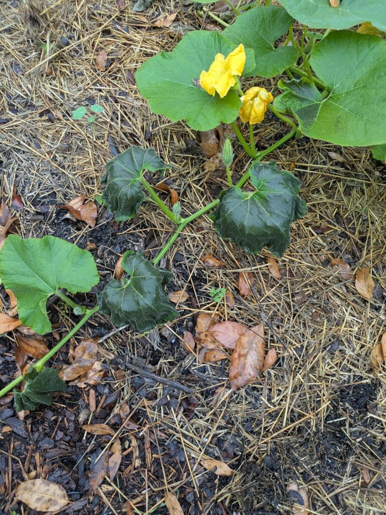 Cucumber beetle damage?