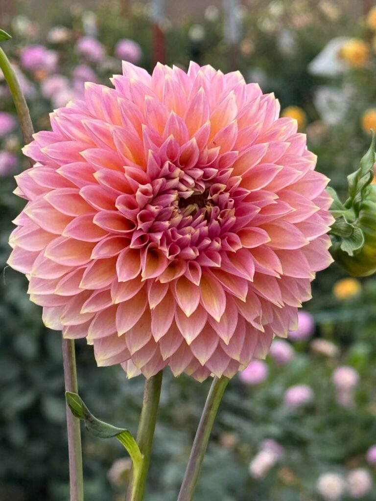 Pics from my season. I miss them.