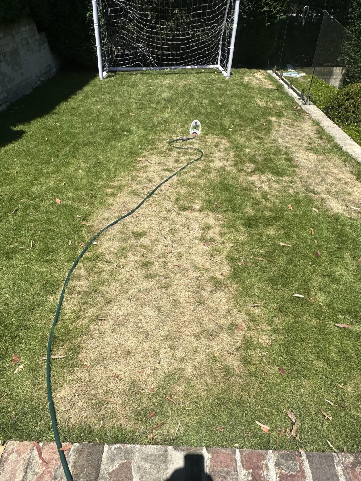 Sir Grange Zoysia Sir Grange Zoysia