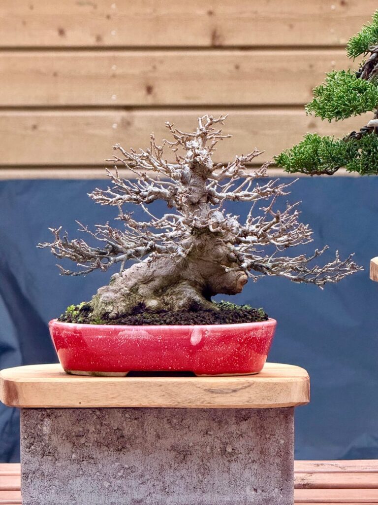 Jabba the hutt style Trident maple