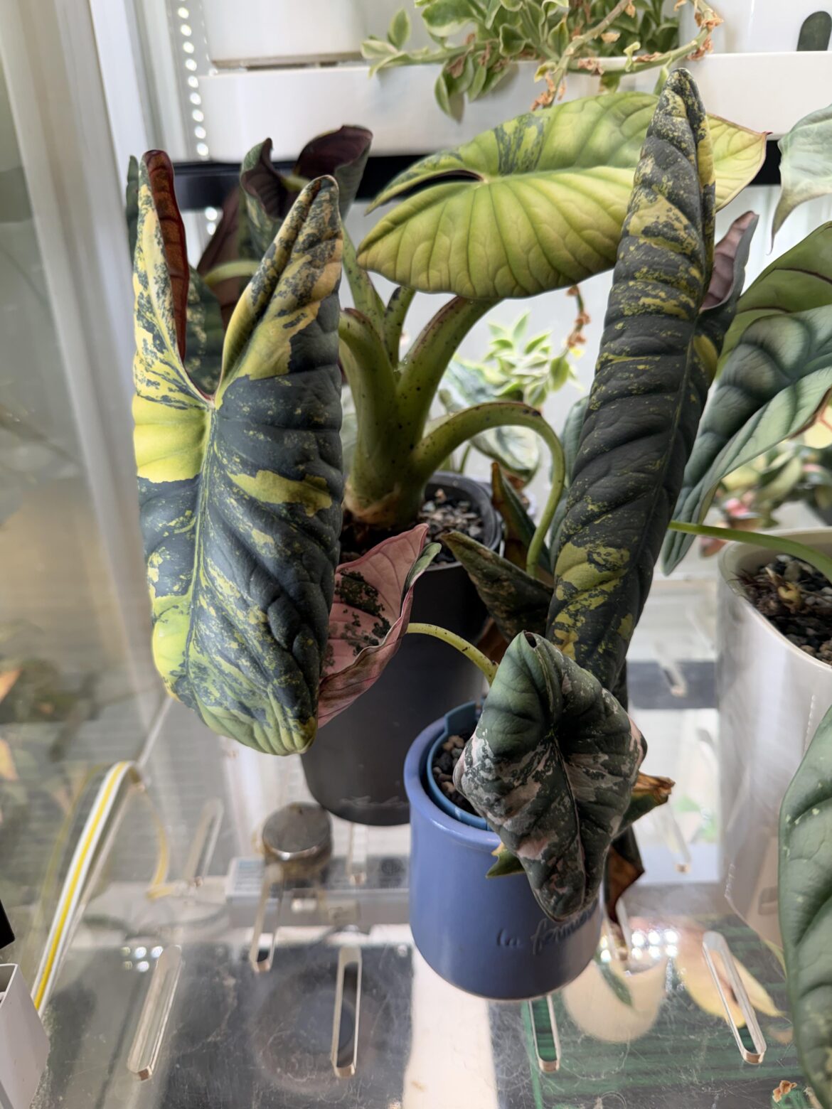 Alocasia test my patience sometimes