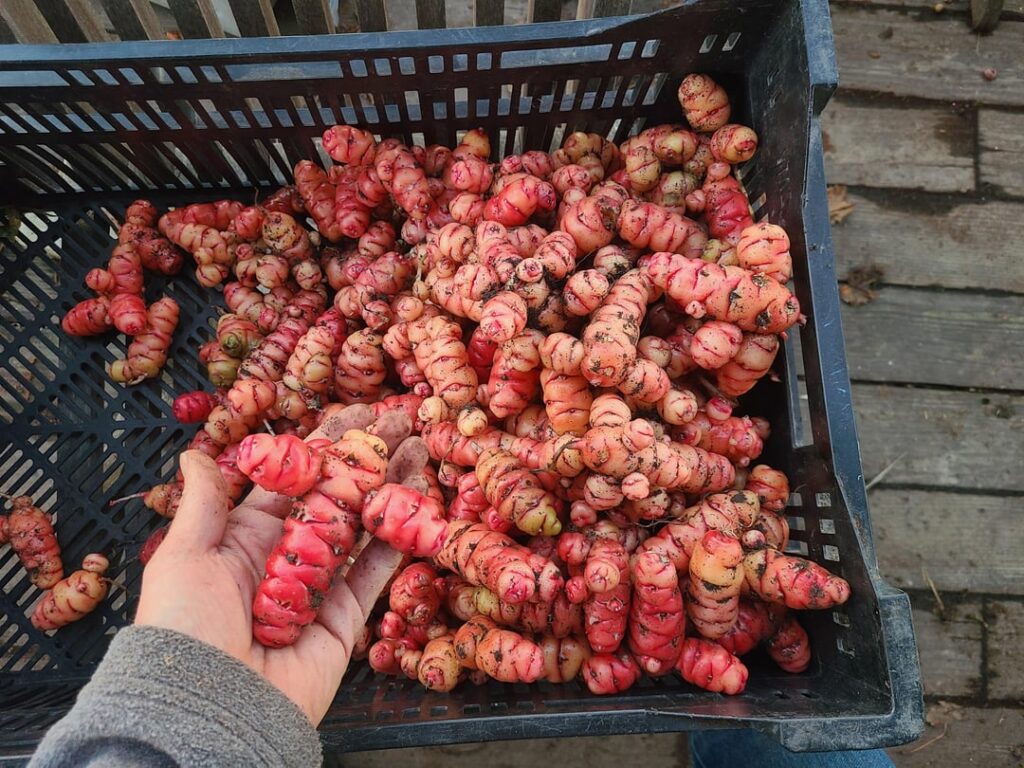 Had a great harvest of oca this year!