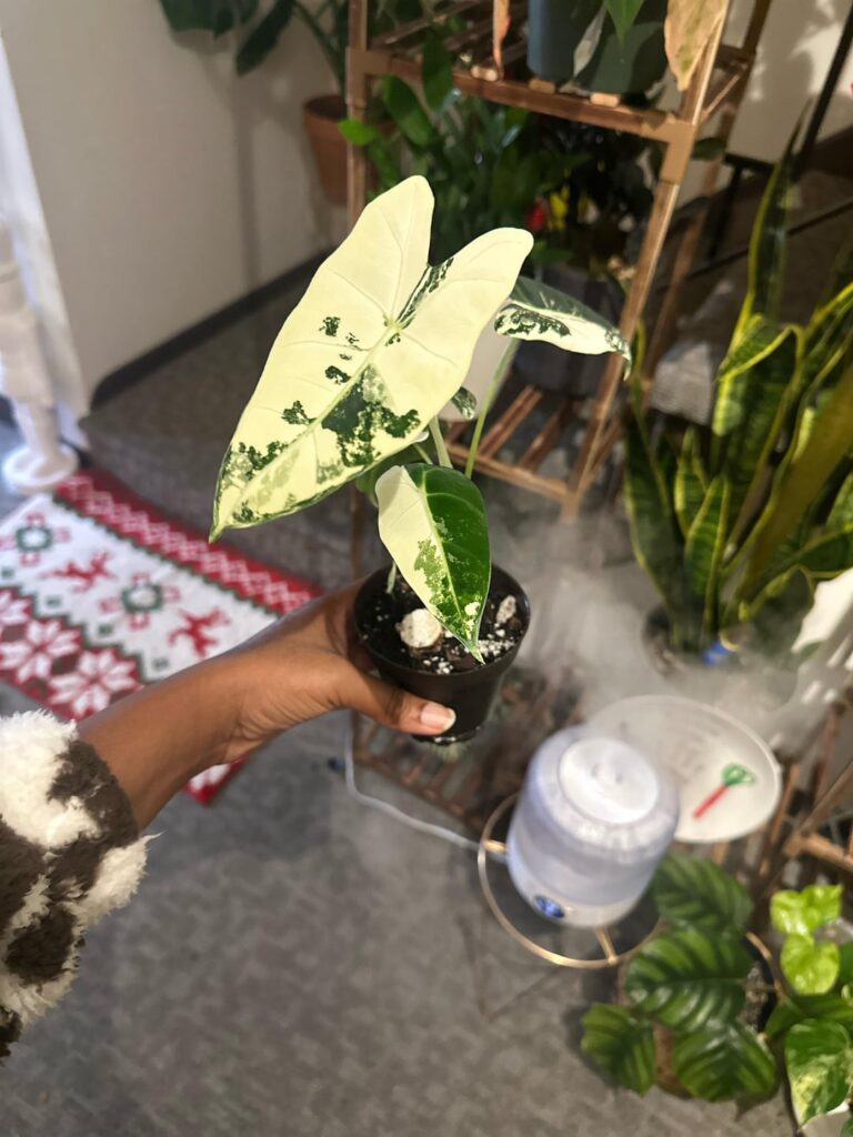 New leaves are a plus