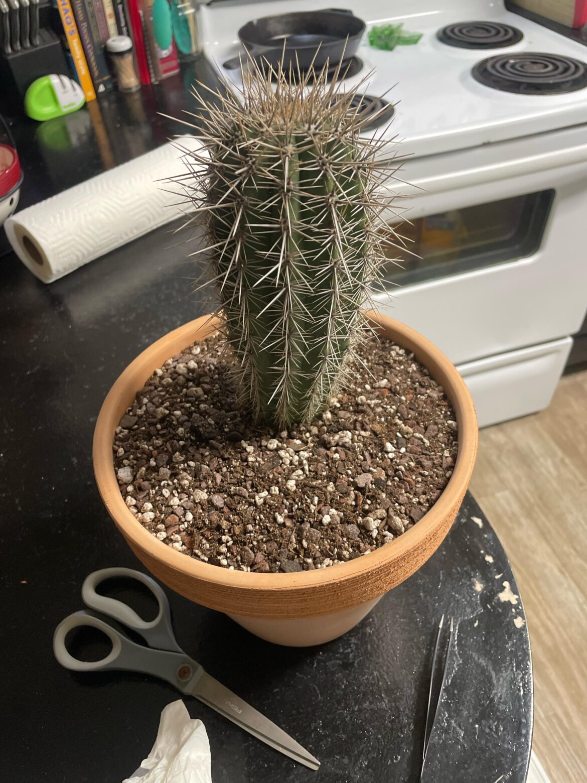 Just repotted the Cardon i got for my mom