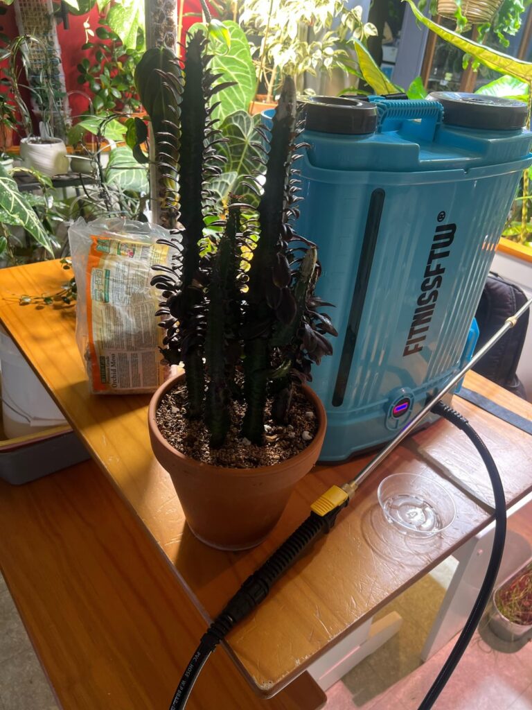 Euphorbia Trigona Rubra