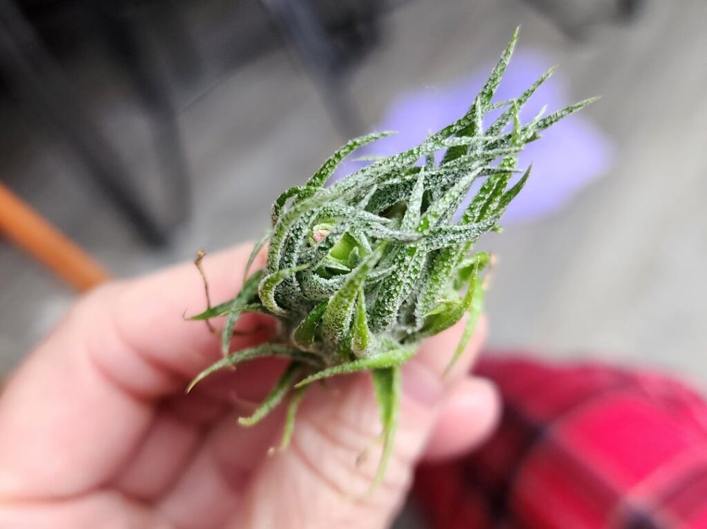 Sprengeliana budding