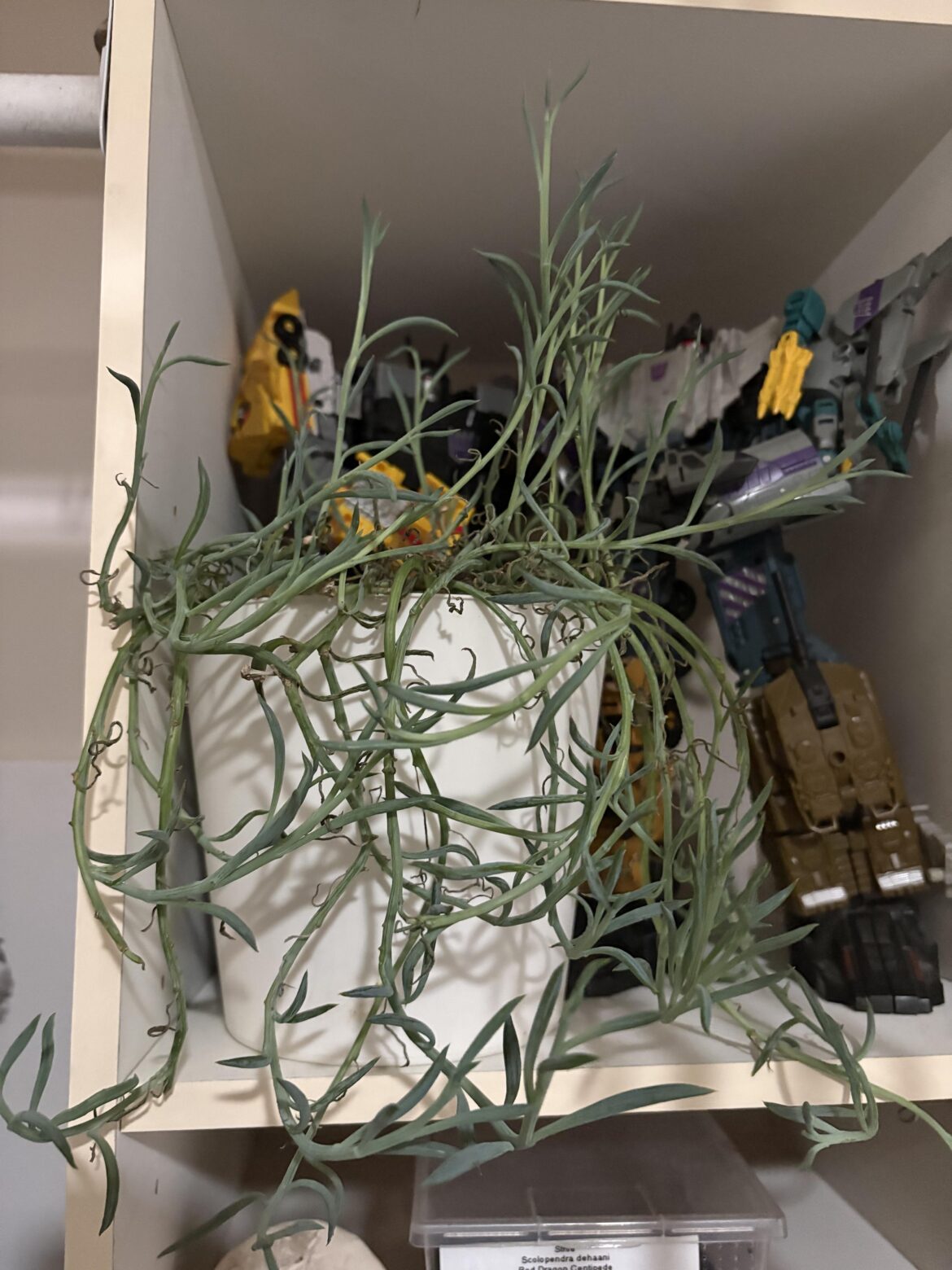 What is this houseplant I was given