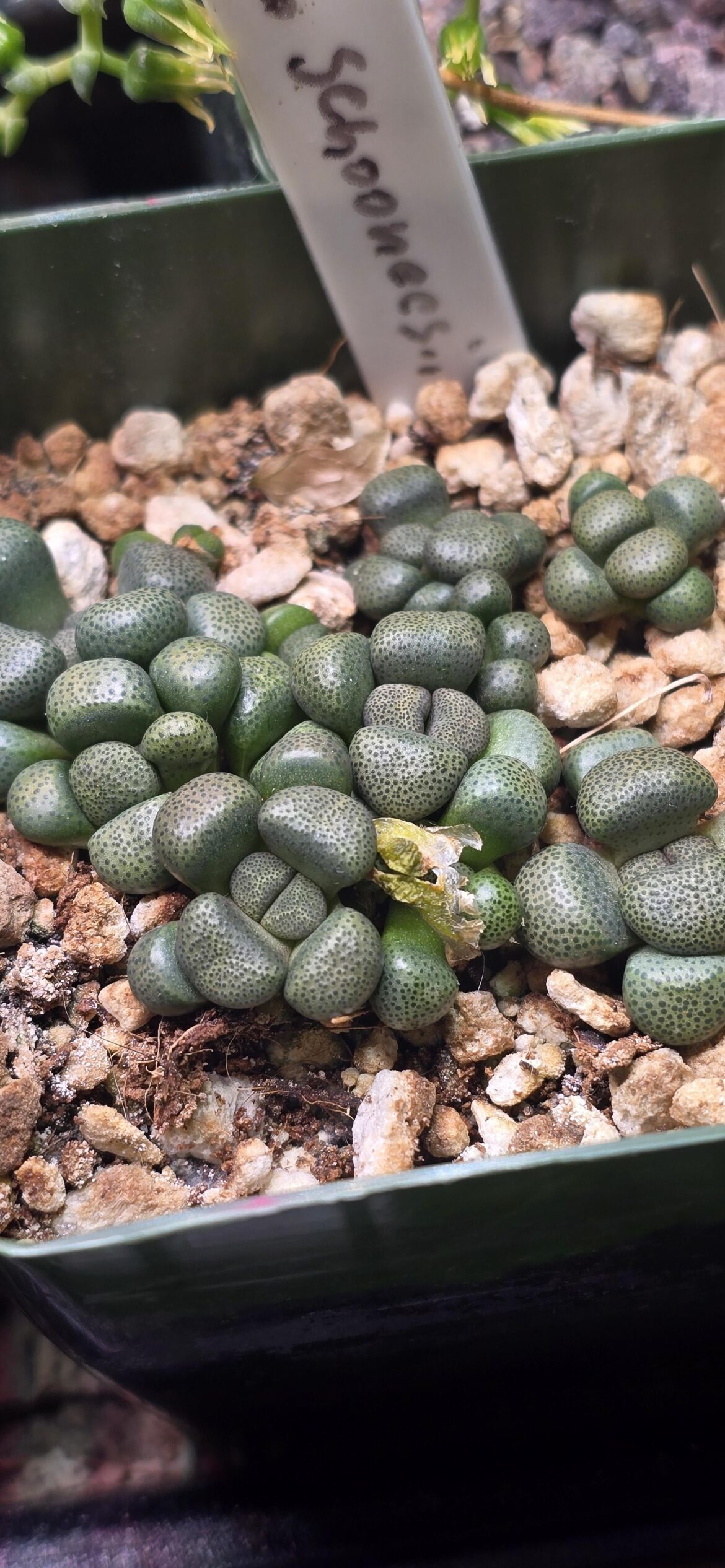 Aloinopsis schooneesii seedlings