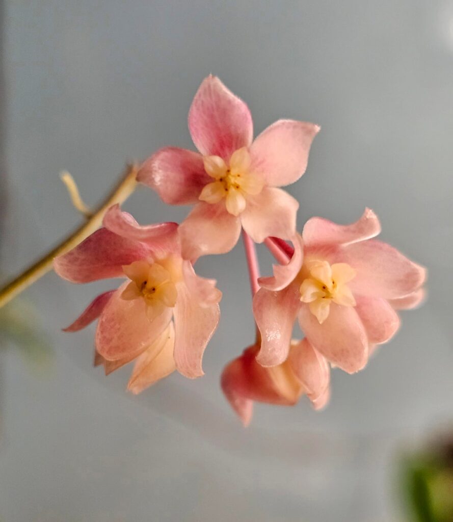 Hoya deleoniorum blooms, with a lovely pink color and subtle sweet scent. The leaves sunstress beautifully, too!