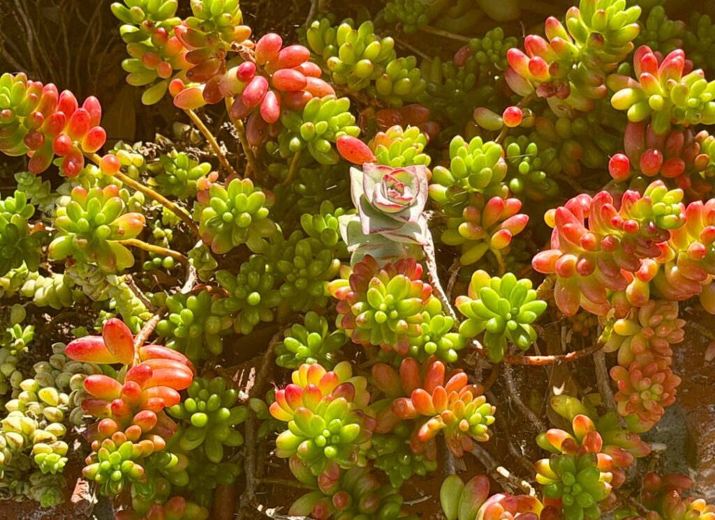 Cool stressed colors..