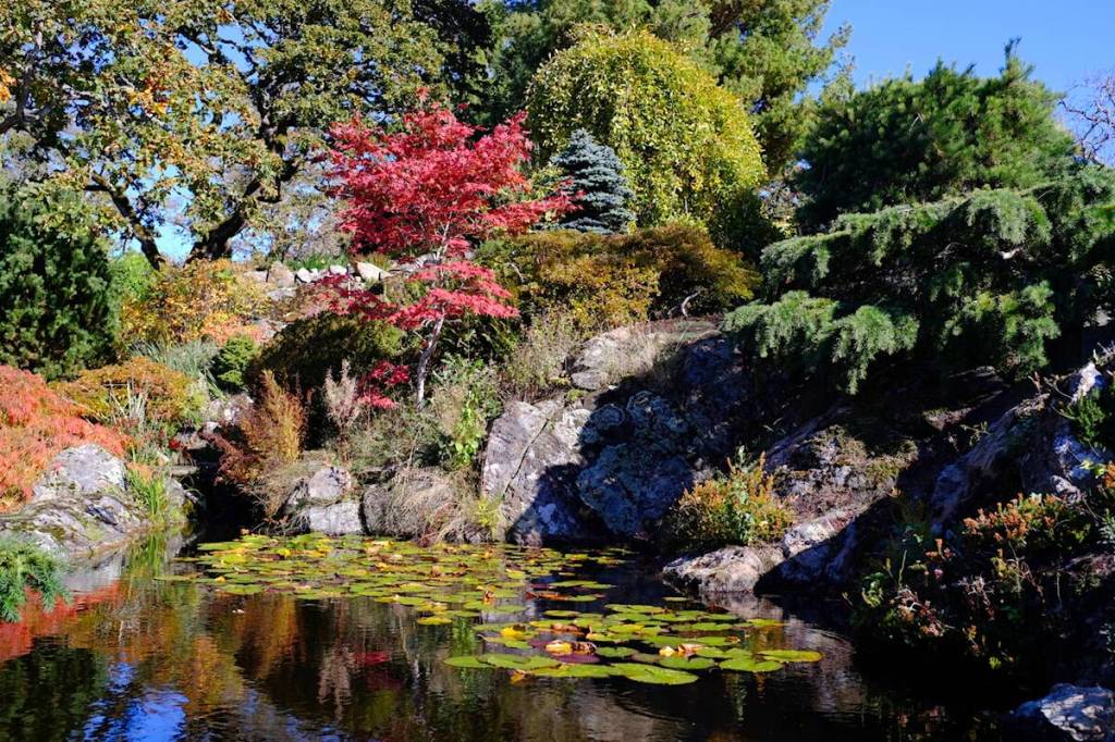 Historic Victoria garden plays host to weekend markets ahead of holidays Victoria’s Abkhazi Garden will celebrate its 80th anniversary in 2026. (Olivier Laurin/Victoria News file photo)