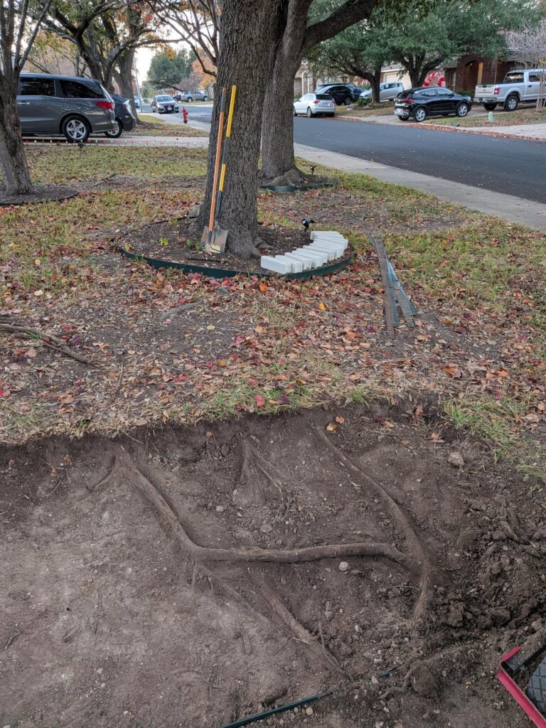 Can I remove these roots?