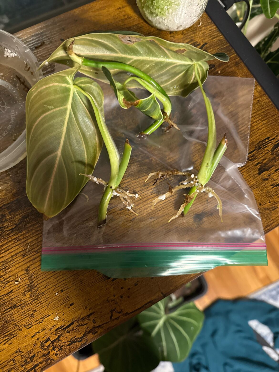 I believe these philo melanochrysums are ready, but will the dark bottoms parts cause stem rot?