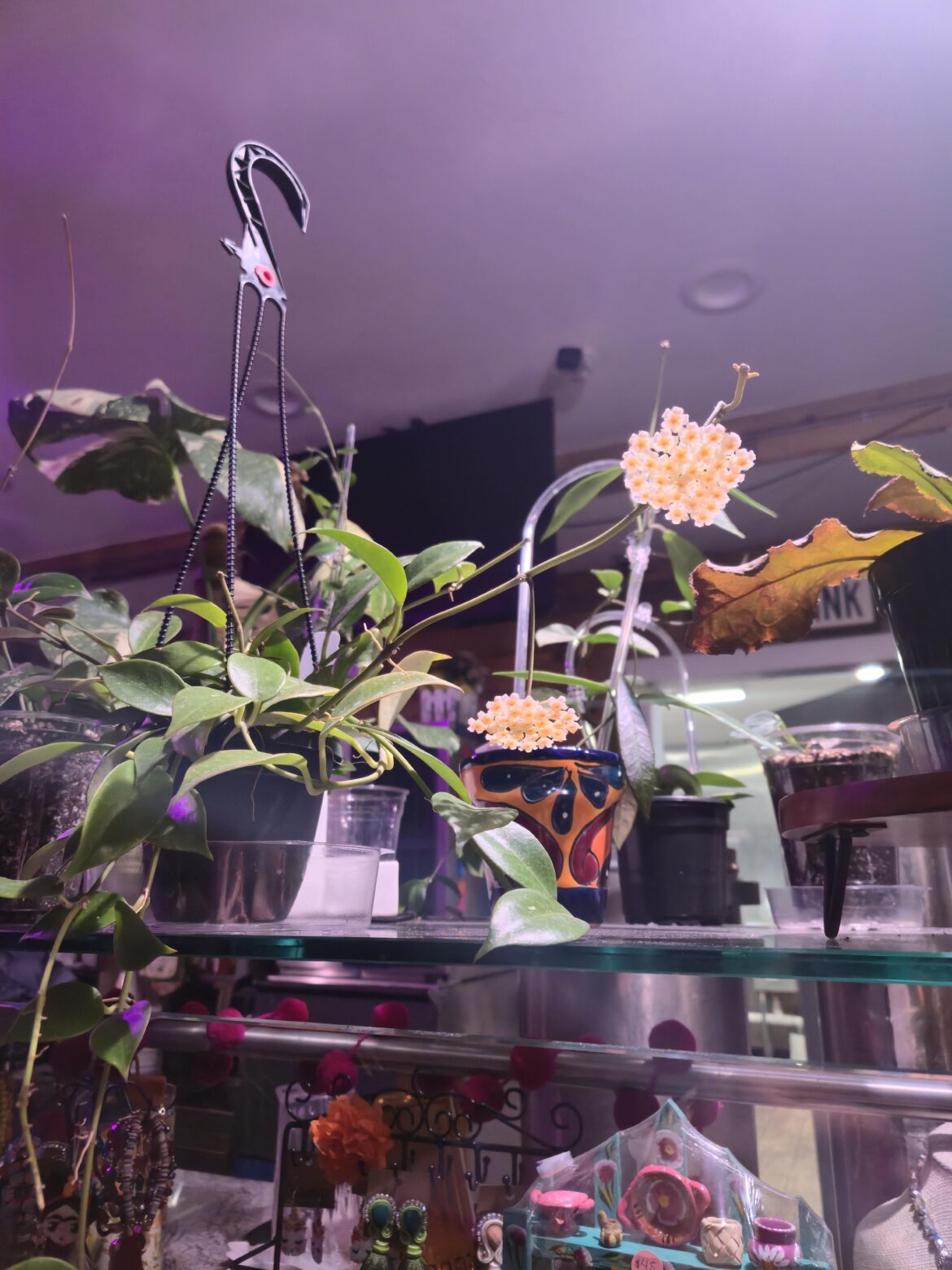 Rebloom and New Bloom