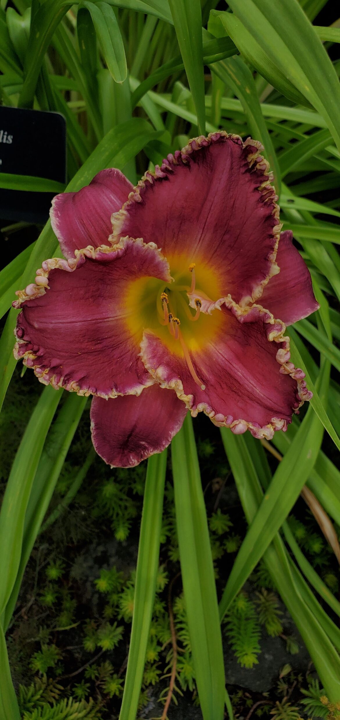 Hemerocallis 'Bettlen' Daylily